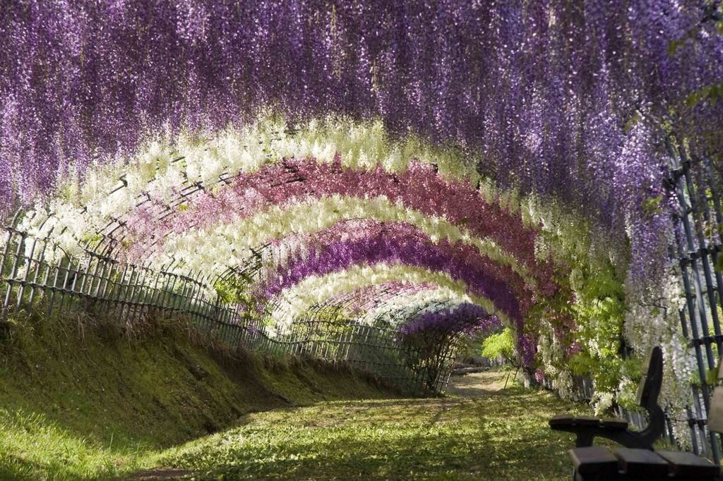 Чарівні тунелі з дерев