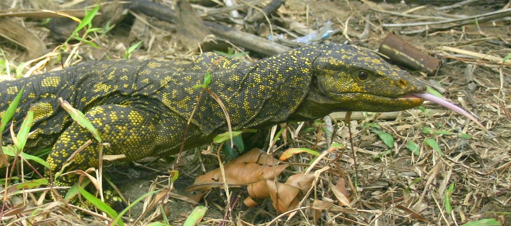 Филиппинский варан Varanus bitatawa