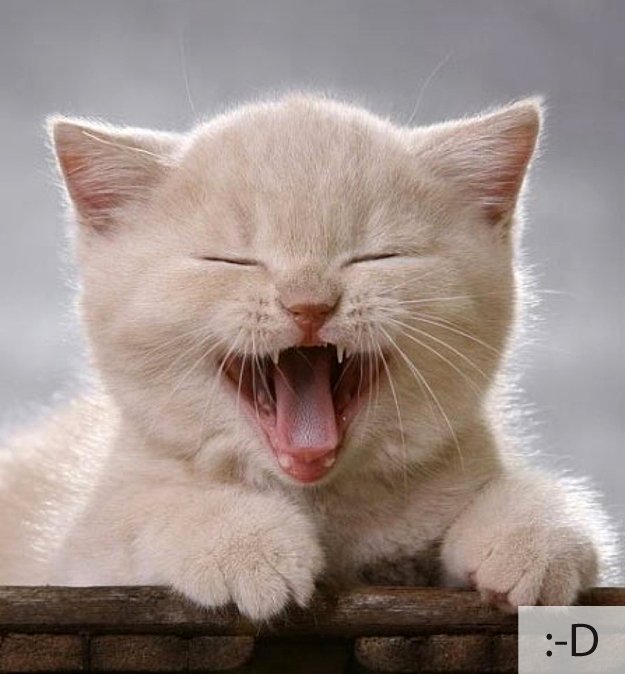 Смішні коти, фото 18