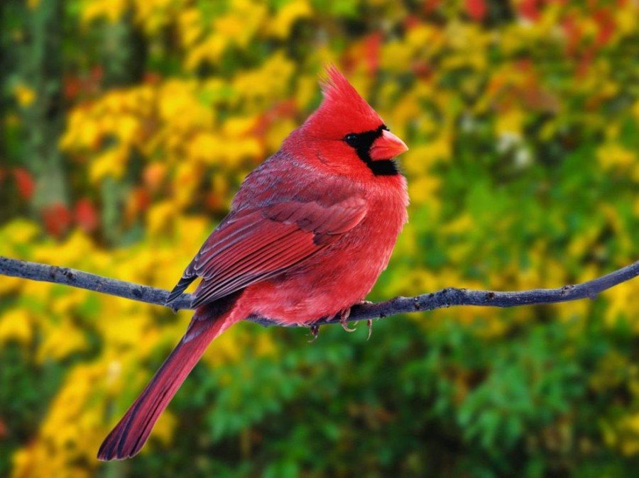 Найкрасивіші птахи на Землі