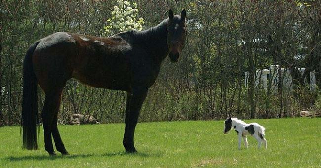 Самая маленькая в мире лошадь