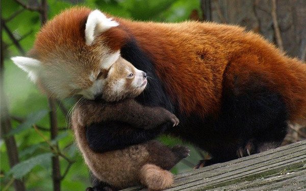 Красная панда Firefox