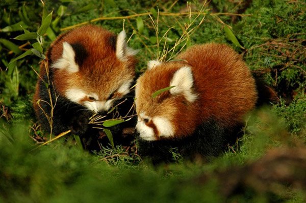 Красная панда Firefox
