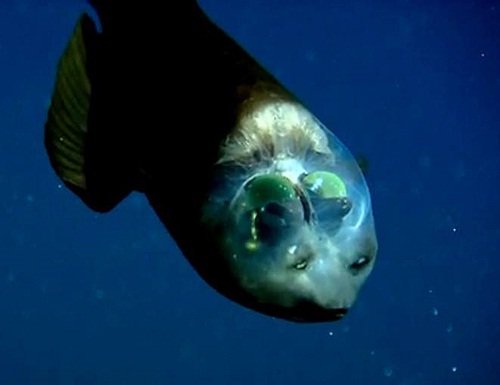 Риба з прозорою головою