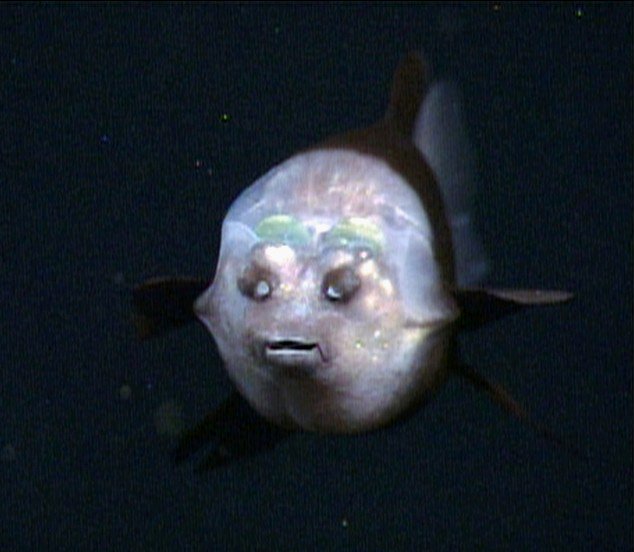 Риба з прозорою головою