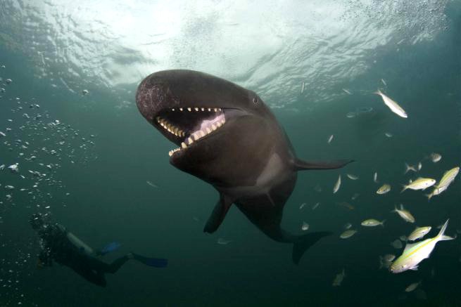 Усміхнений кит-косатка на прізвисько Смайлик - фото 3