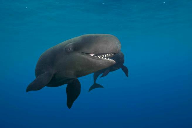 Улыбающийся кит-косатка по кличке Смайлик - фото 2