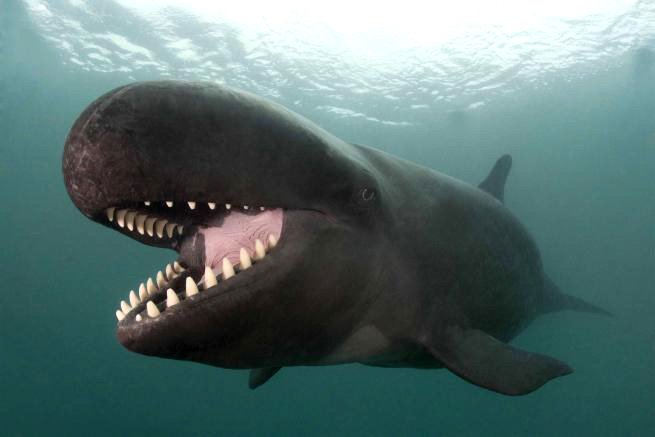 Улыбающийся кит-косатка по кличке Смайлик - фото 1