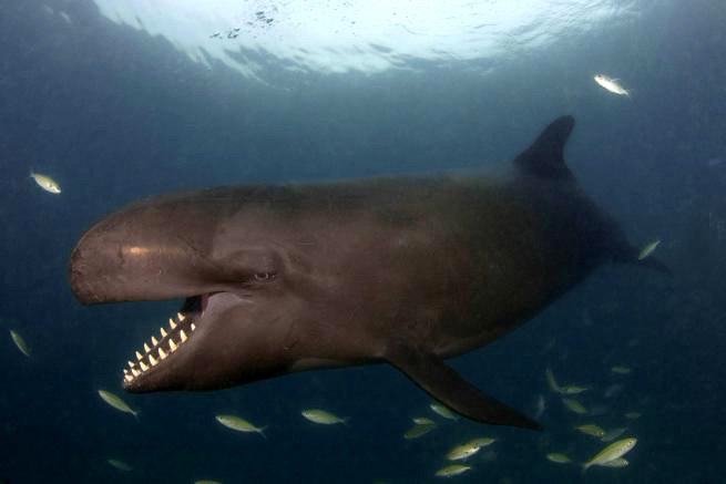 Усміхнений кит-косатка на прізвисько Смайлик - фото 5