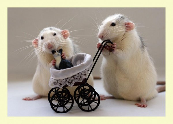 Факти про мишей