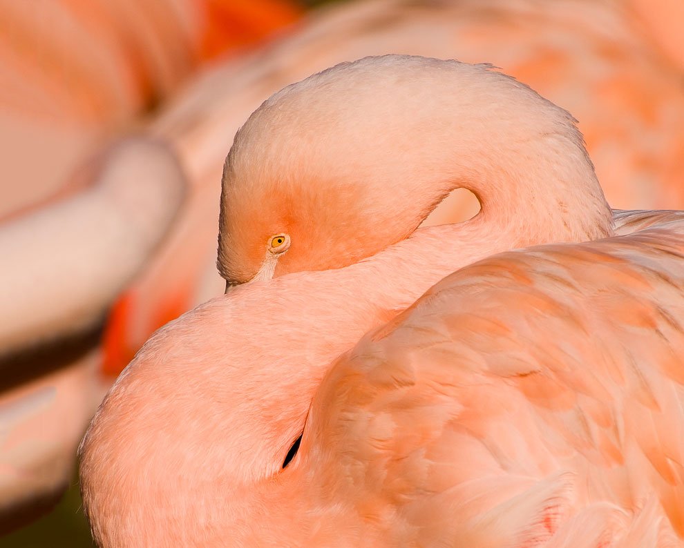 В стране розовых фламинго
