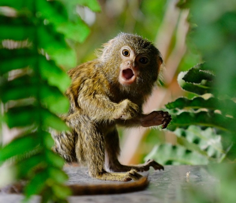 Карликовая игрунка - самая маленькая обезьянка