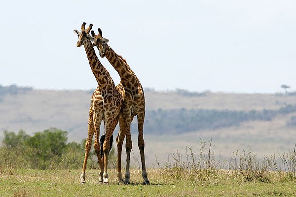 жирафы