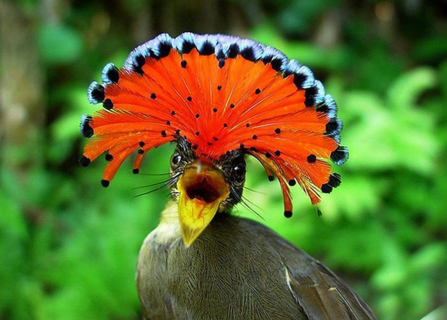 Амазонська королівська мухоловка