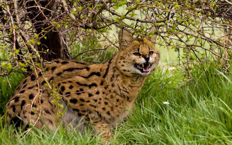 Дикие кошки сервал фото