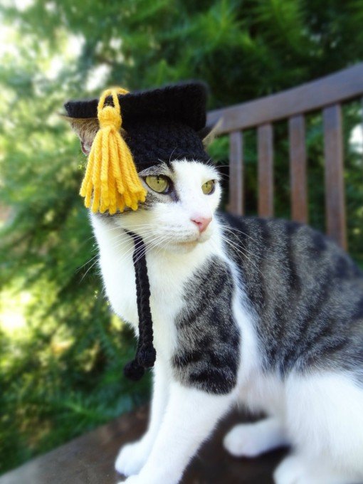 В'язані шапочки для котів від Мерідіт Ярборо