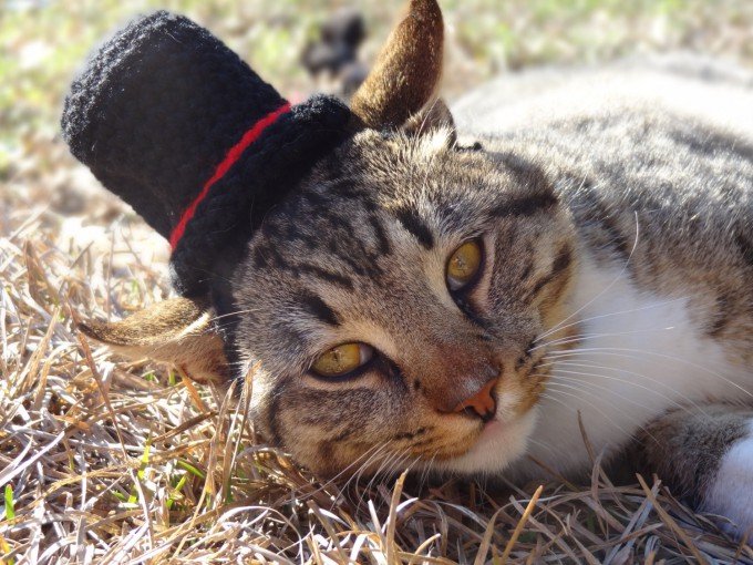 Вязаные шапочки для котов 