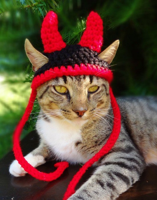 Вязаные шапочки для котов 