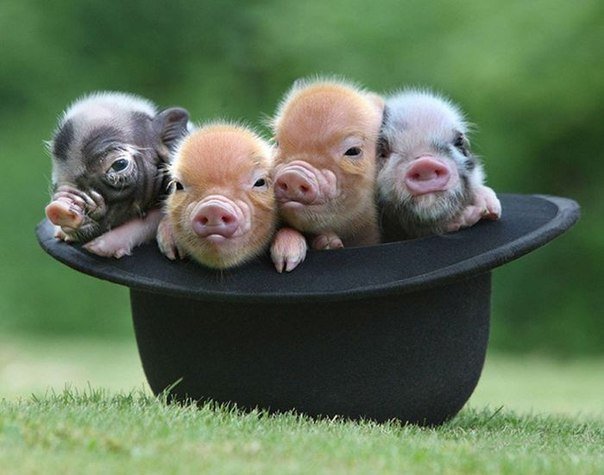 Карликові свинки