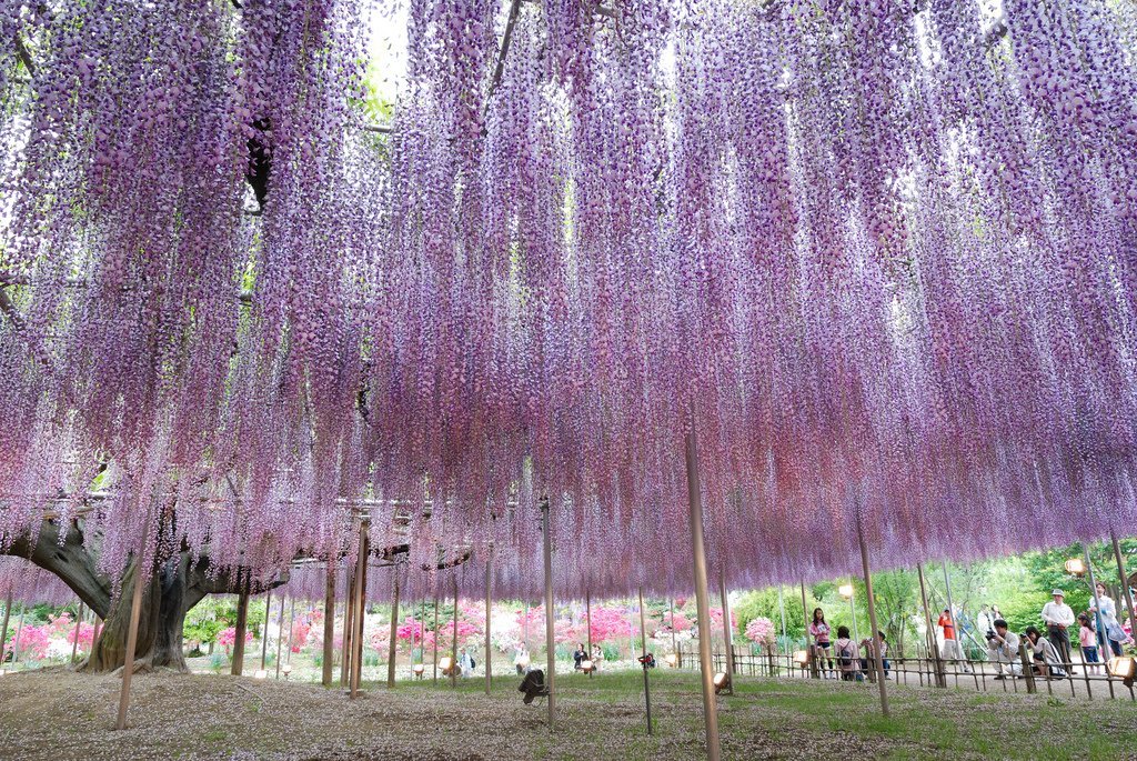 Парк цветов Асикага