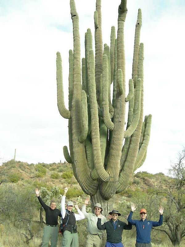 Гігантські кактуси сагуаро