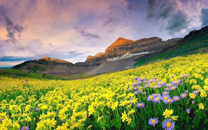 Долина цветов, Индия