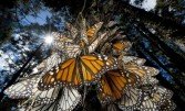 ​Полет бабочки